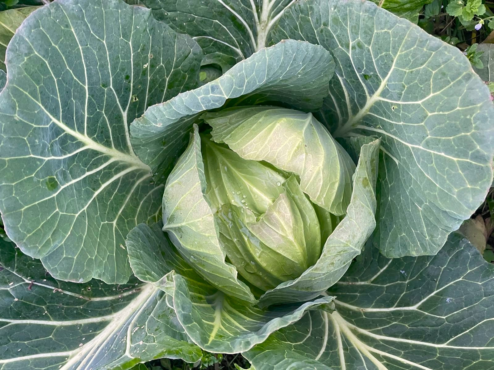 Live2Give Farm Organic Cabbage - Green LARGE