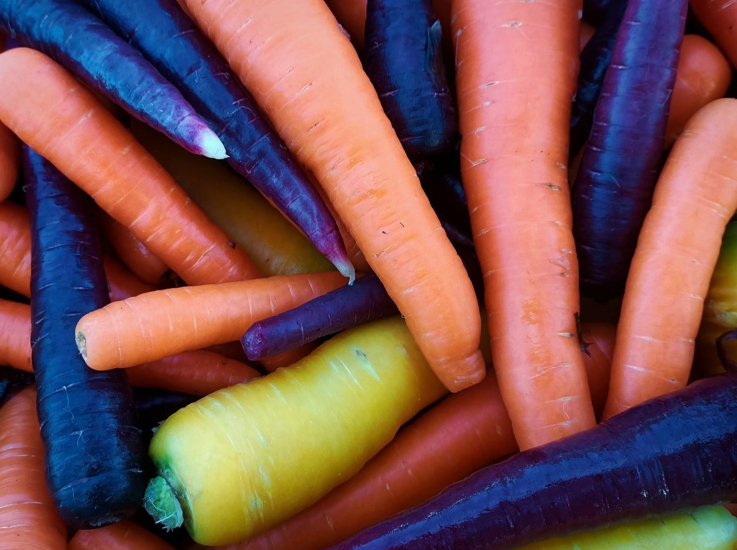 Streamside Organic Carrots - Colour Mix