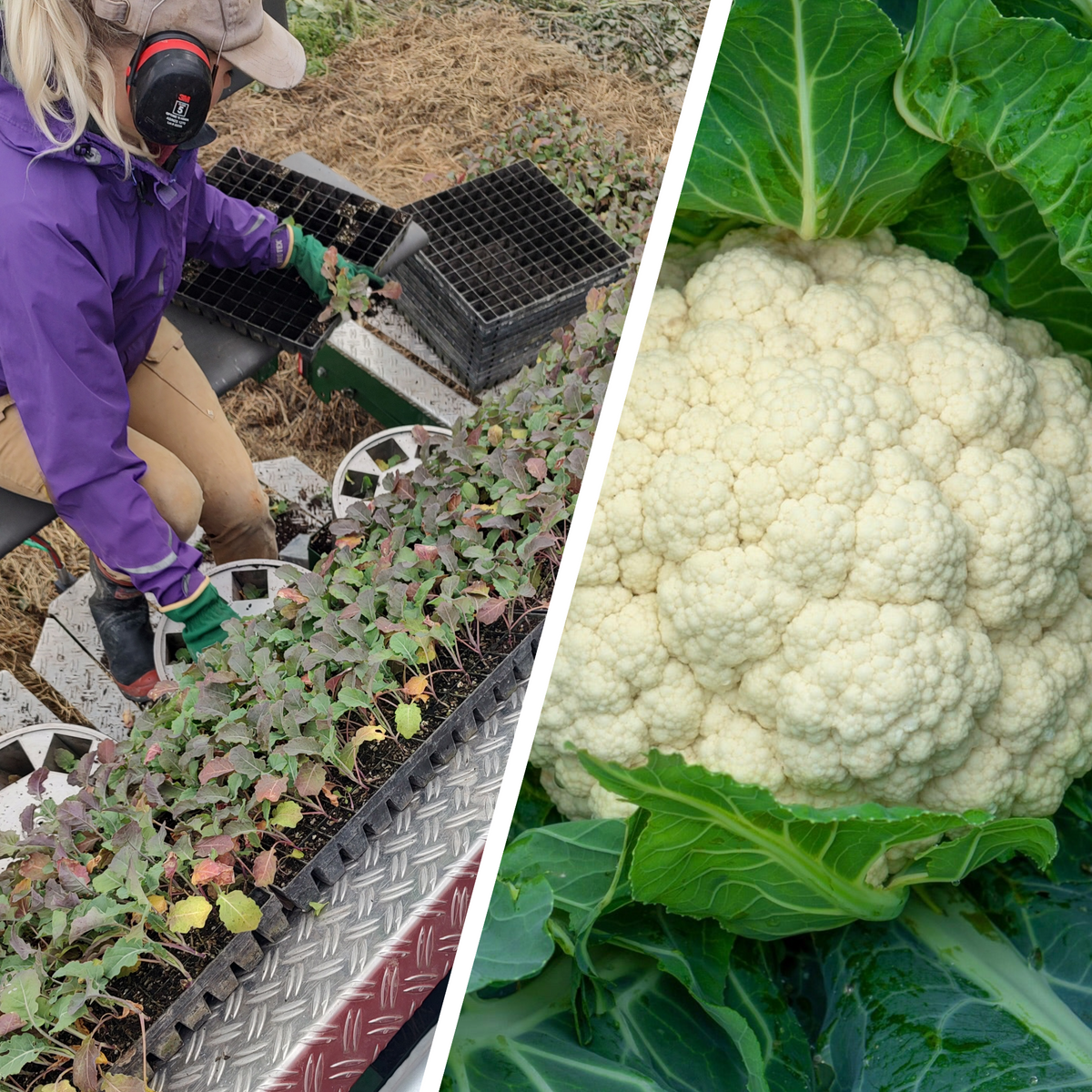 Organic Broccoli/Cauliflower Seedlings - 8 pack mixed bundle