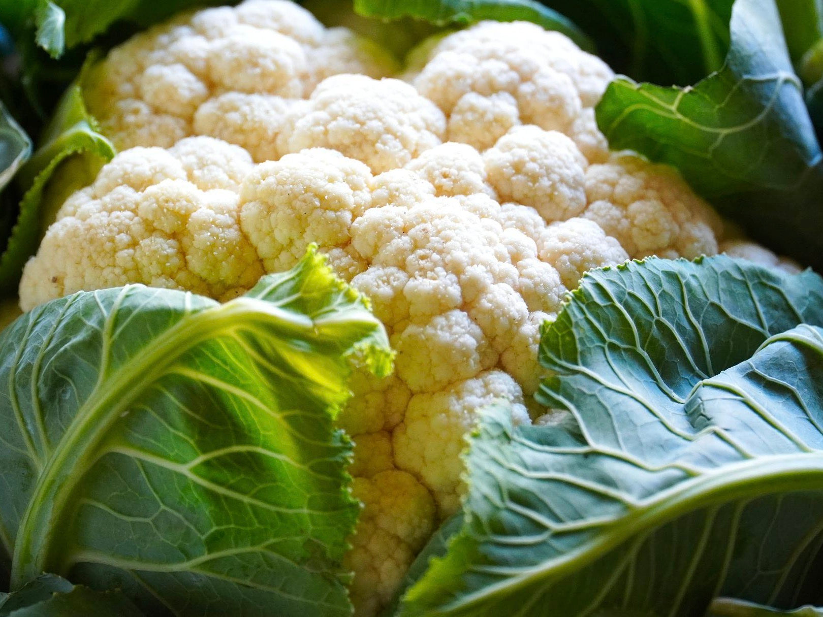 Untamed Earth Organic Cauliflower