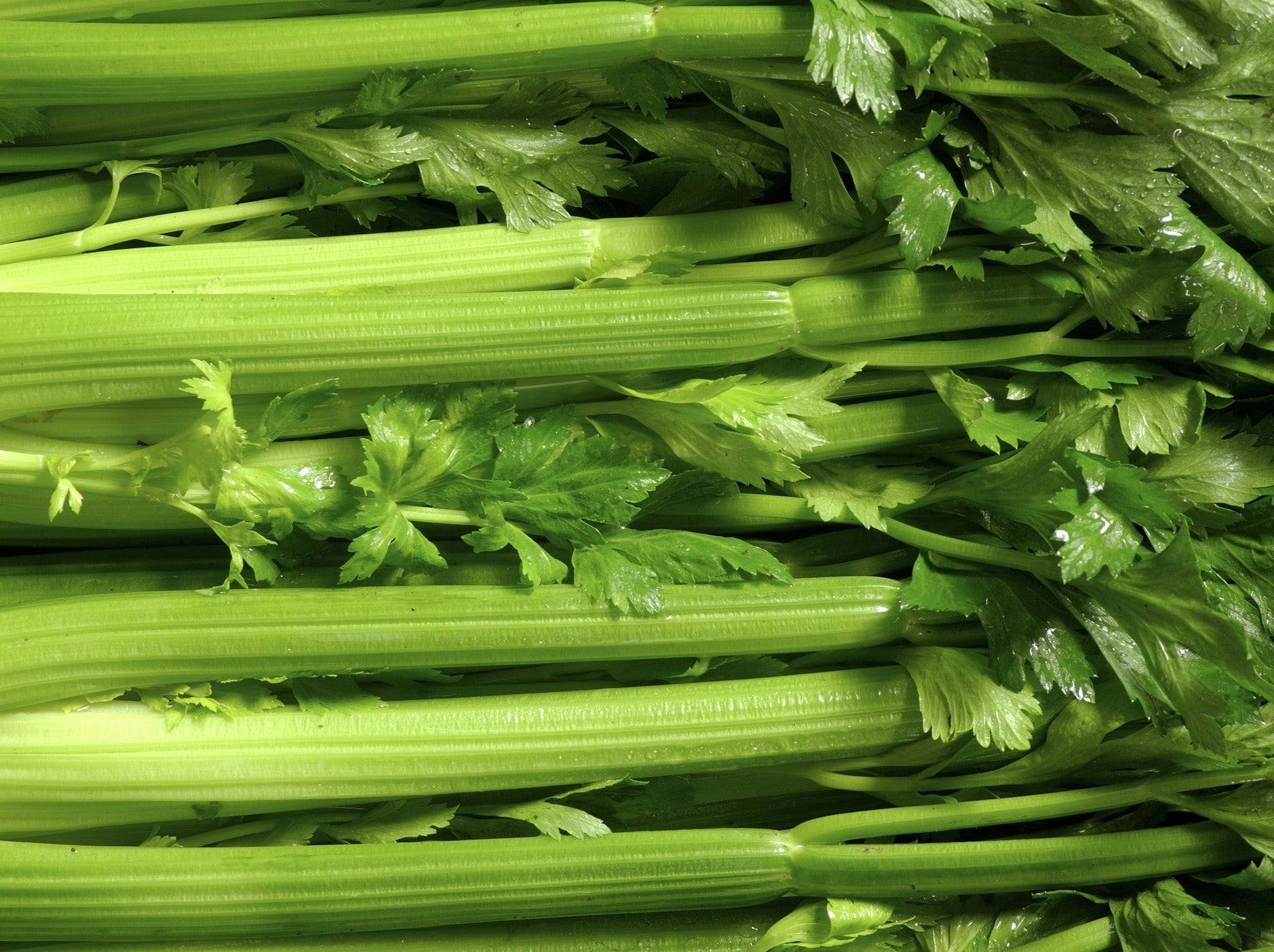 Live2Give Farm Organic Celery - Whole Large Bunch