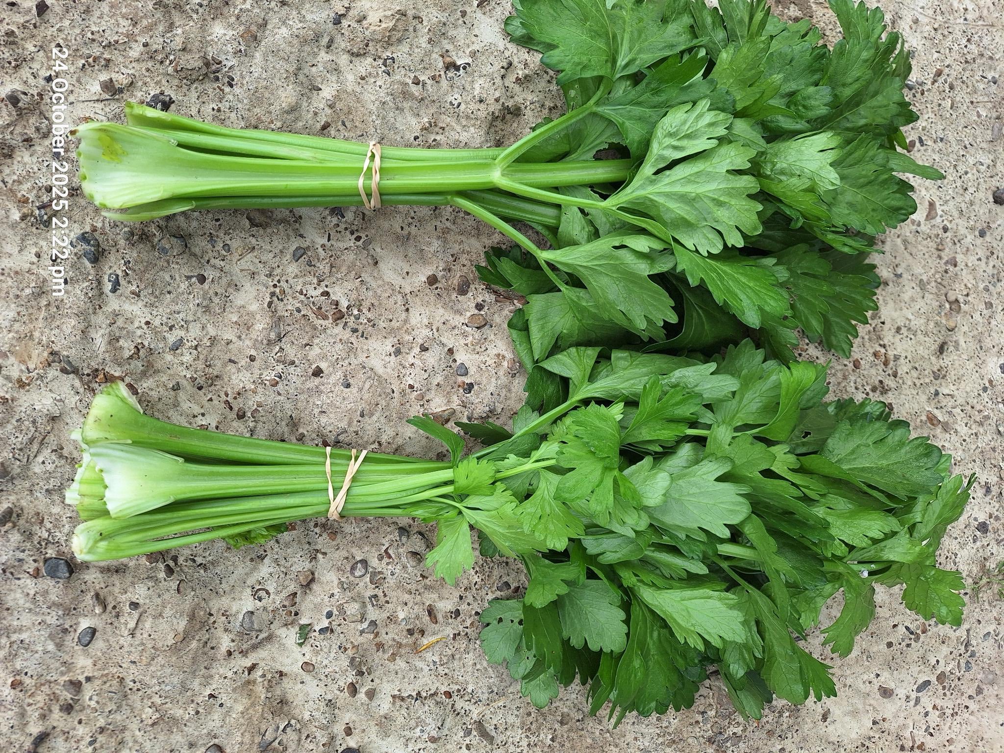 Live2Give Farm Organic Celery Bunch