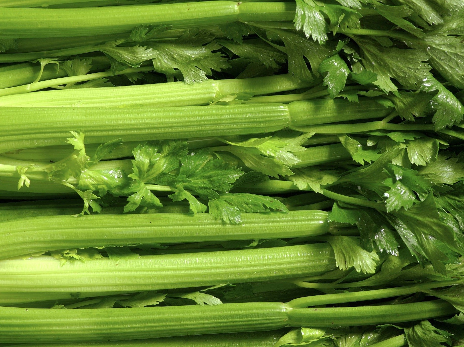 Masterton Organic Celery Bunch