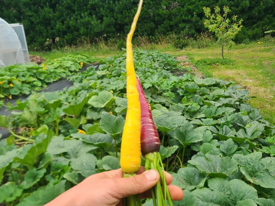 Crooked Vege Organic Coloured Carrot Bunches with green tops