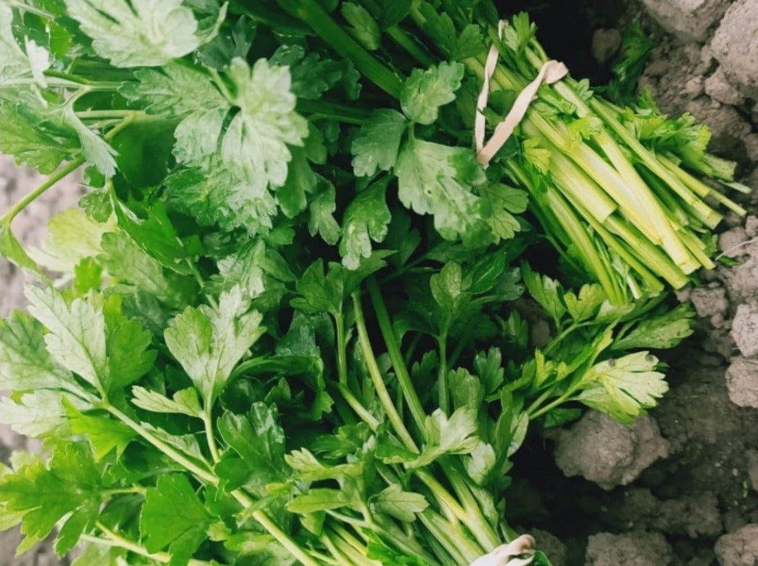 Streamside Organic Coriander - bunch