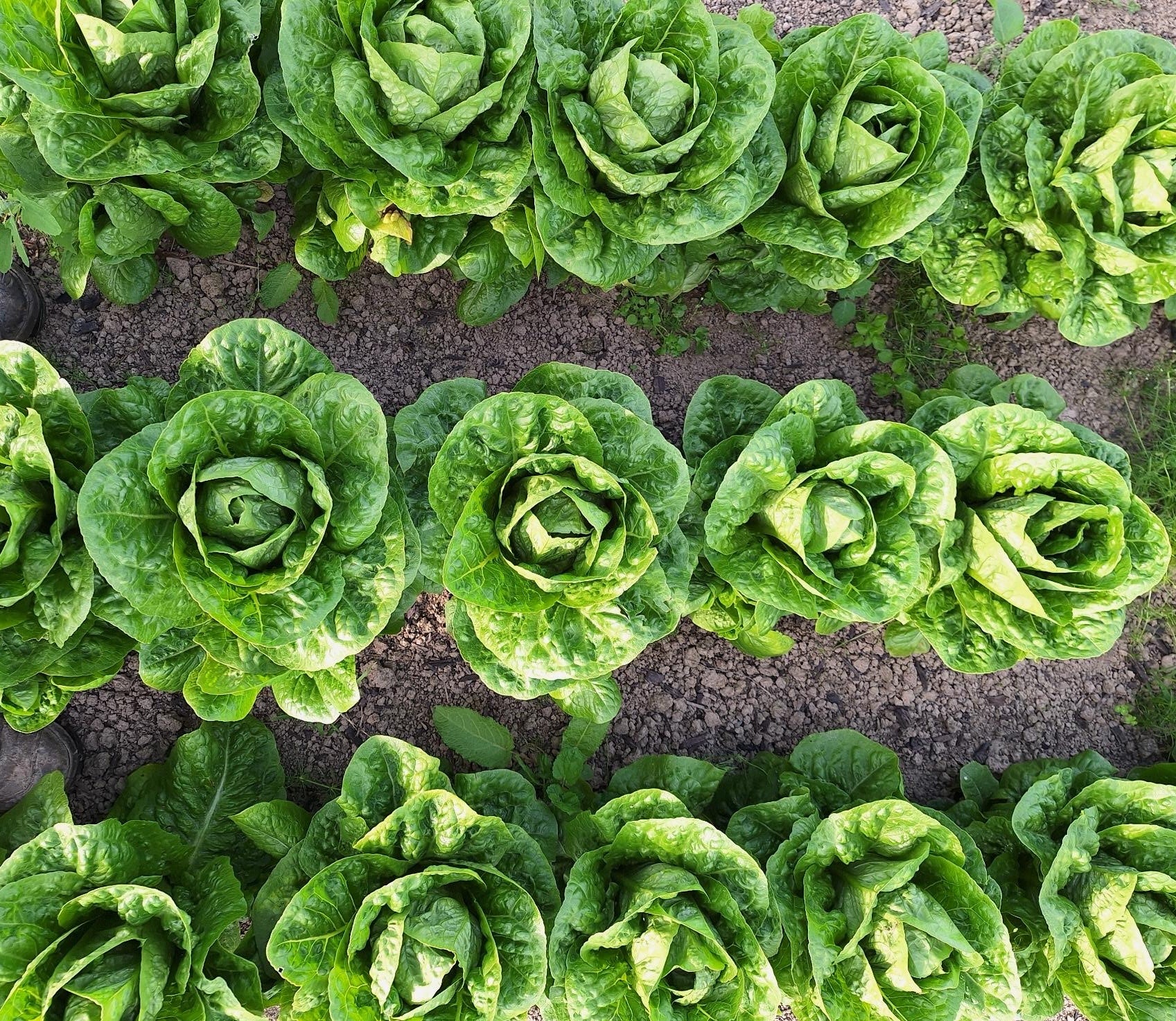 Live2Give Farm Organic Lettuce - Cos