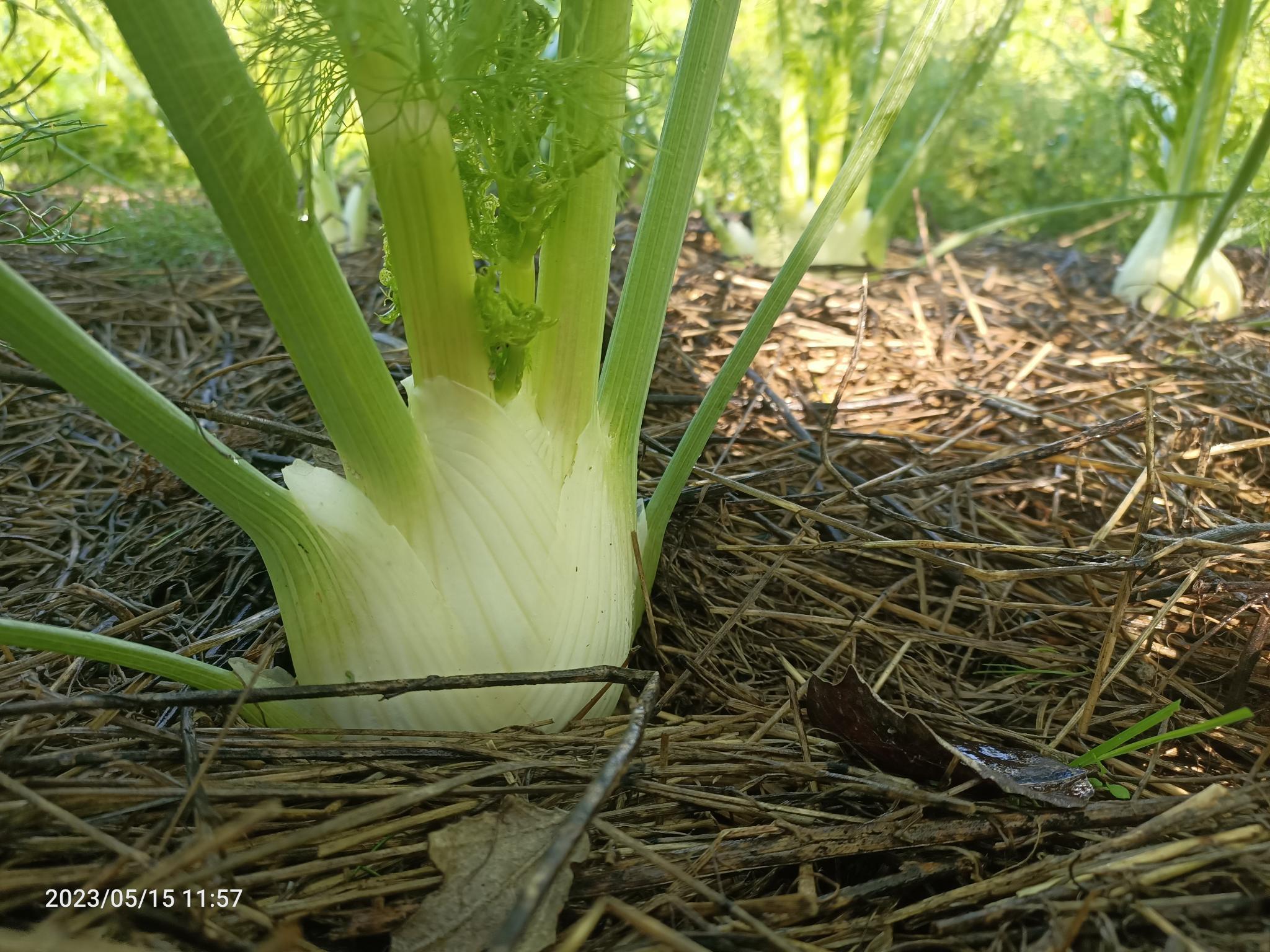 Live2Give Farm Organic Fennel with fronds - each
