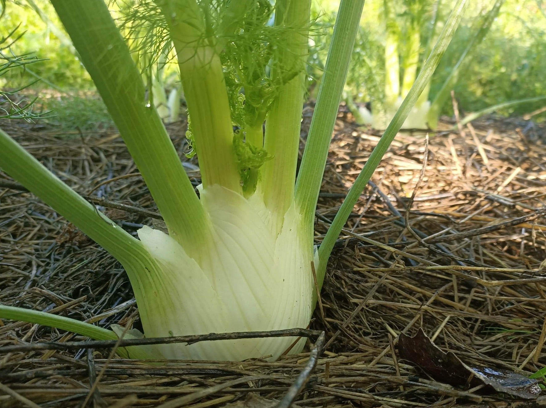 Crooked Vege Organic Fennel - Pair of Small Bulbs