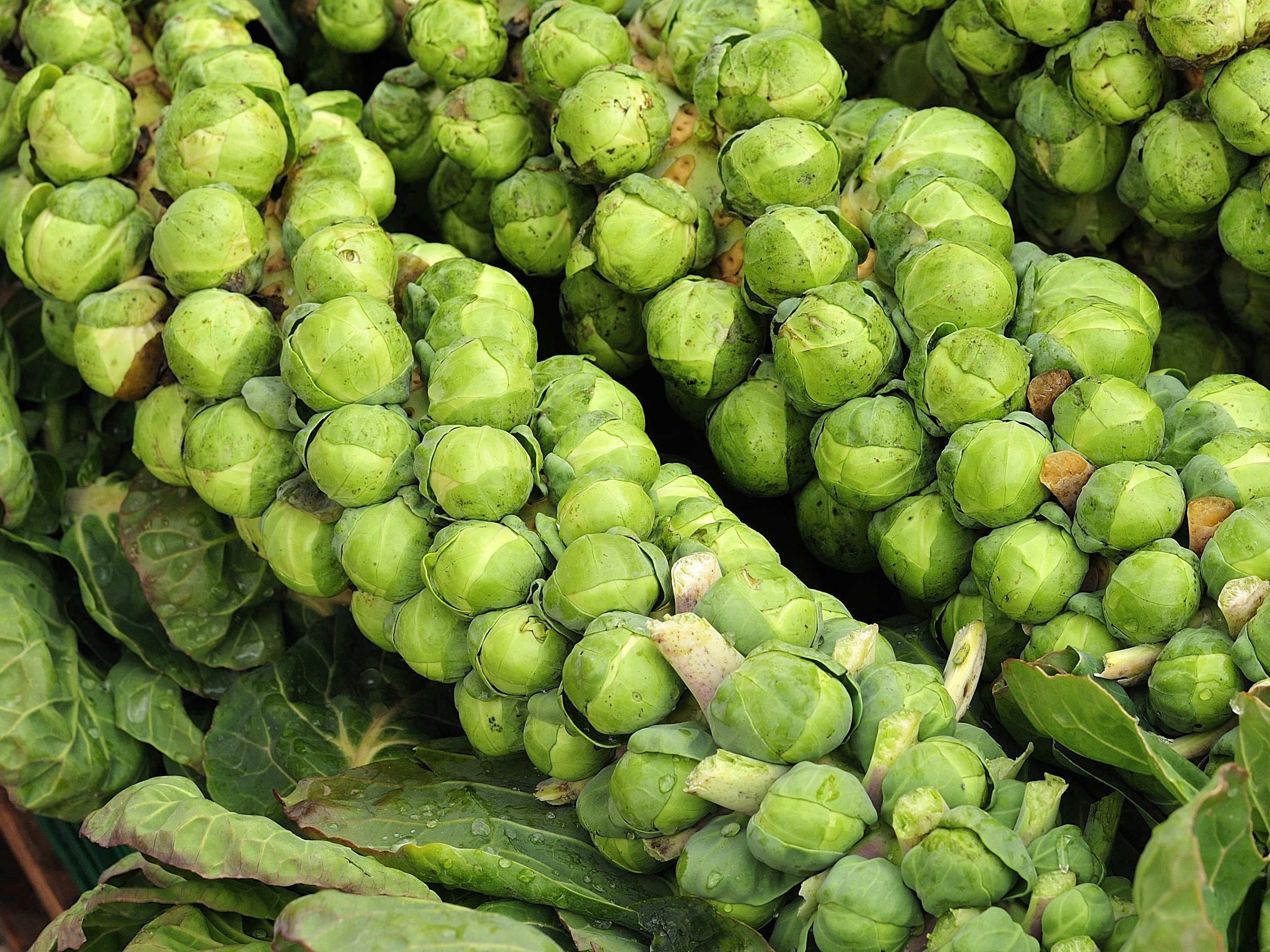 Streamside Organic Brussel Sprout Stems LARGE