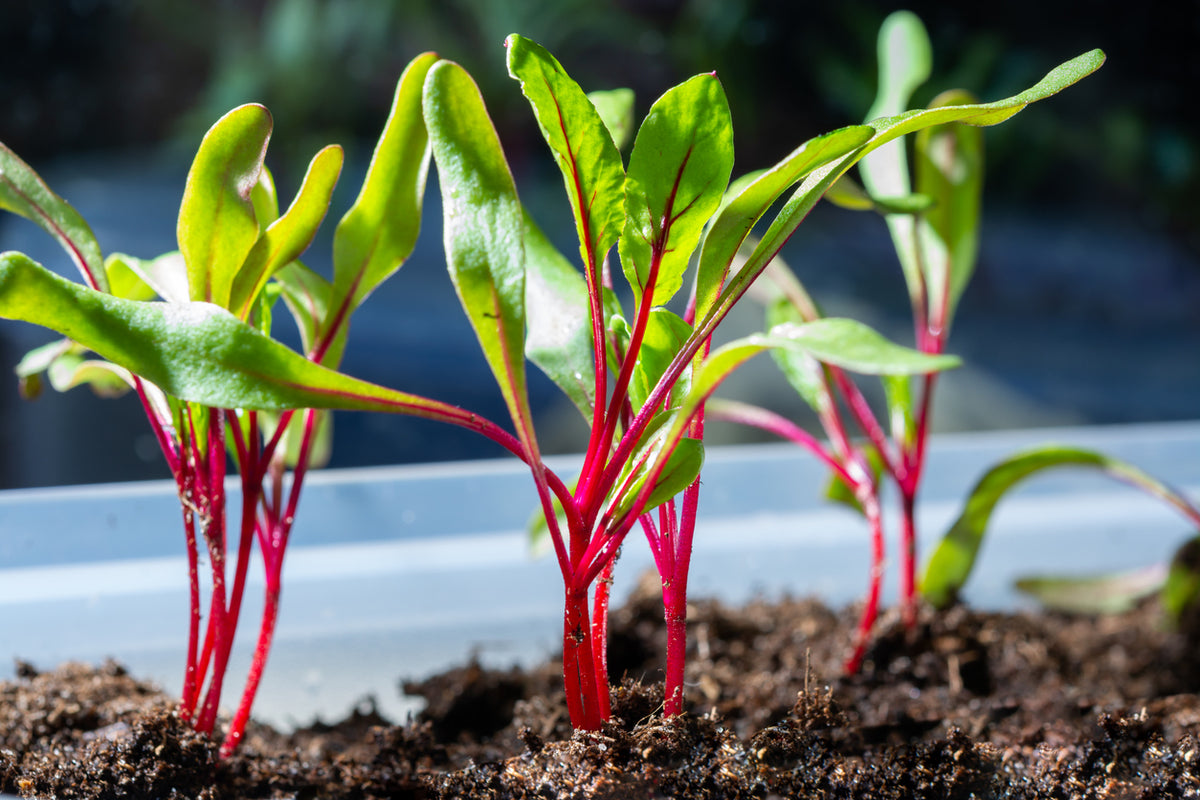 Organic Beetroot Seedlings - 8 pack bundle