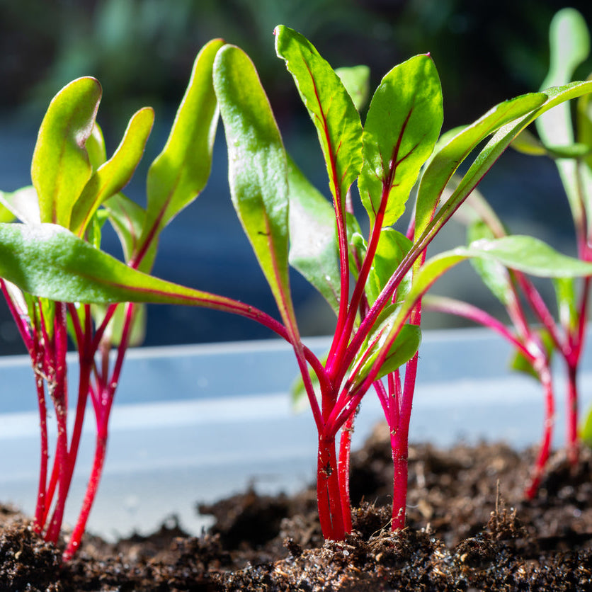 Organic Beetroot Seedlings - 8 pack bundle