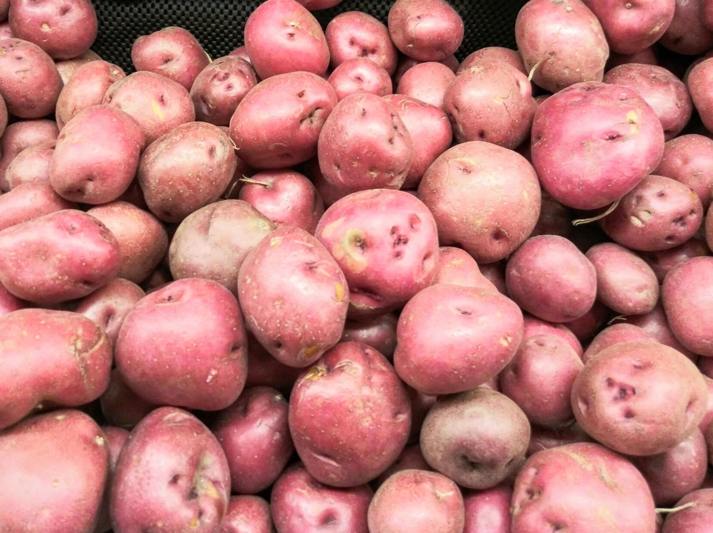 Streamside Organics' Organic Potatoes - Desiree