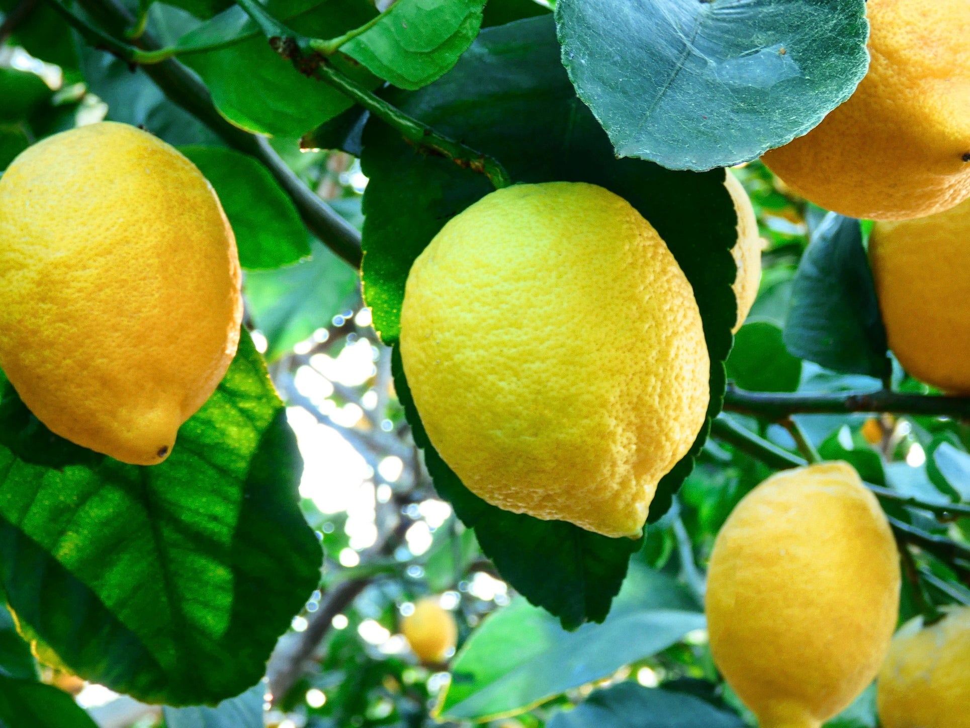Local Spray Free (not organic) Lemons - Yen Ben