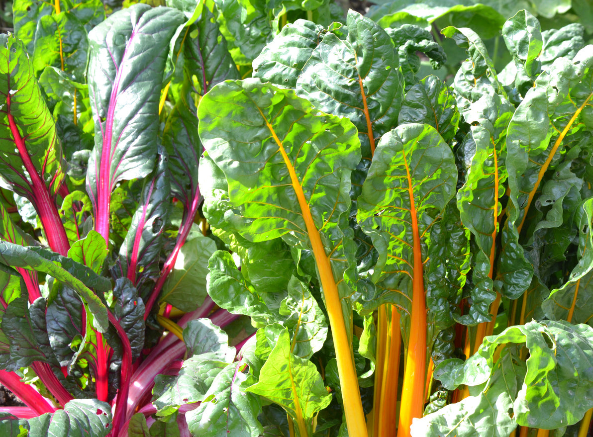 Live2Give Farm Organic Rainbow Chard