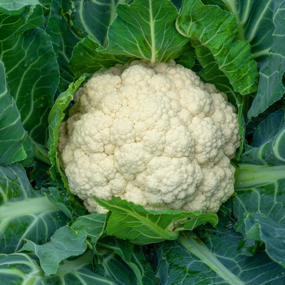 Organic Cauliflower Seedlings - 8 pack bundle