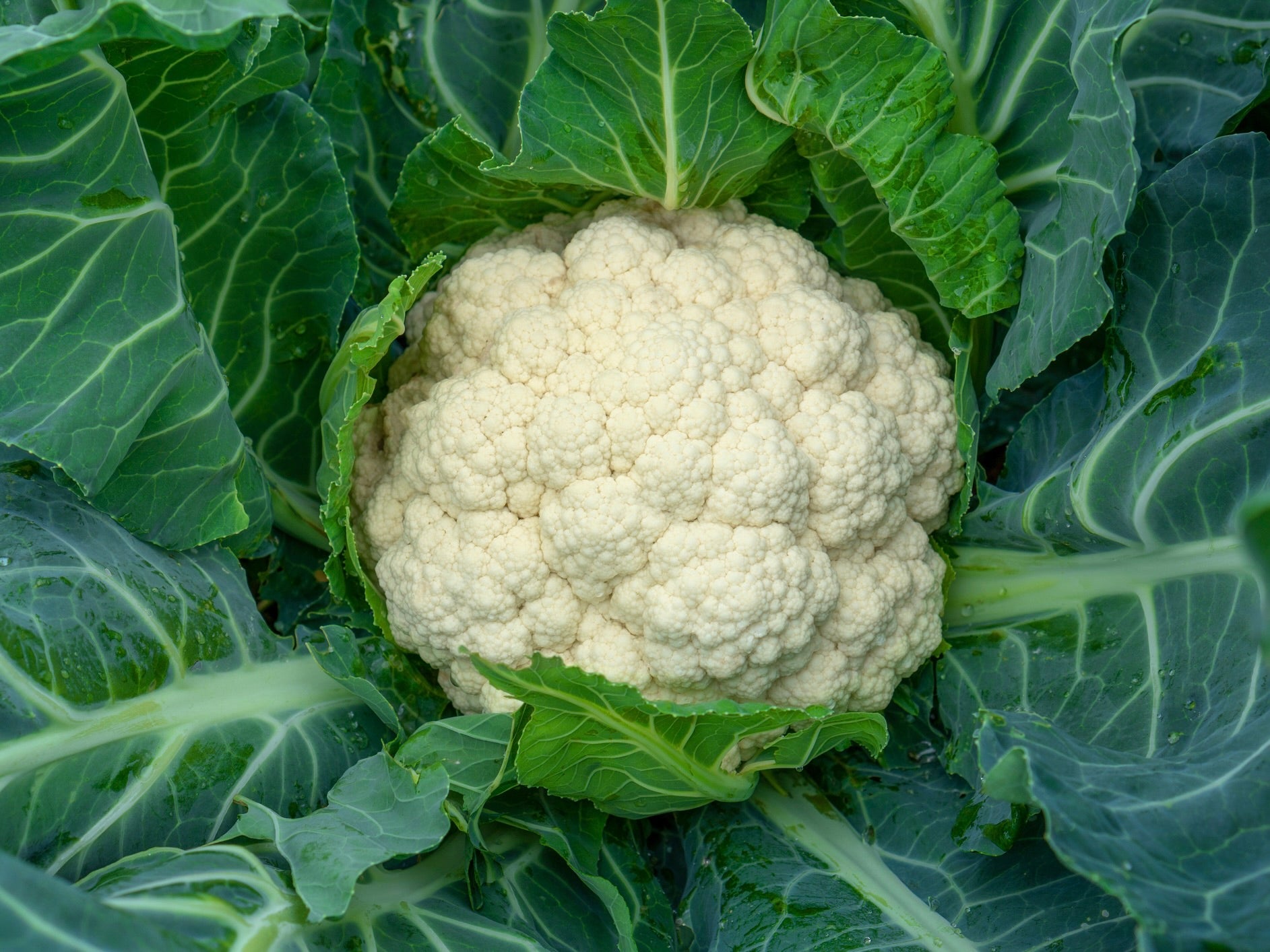 Local Organic Cauliflower - SMALL