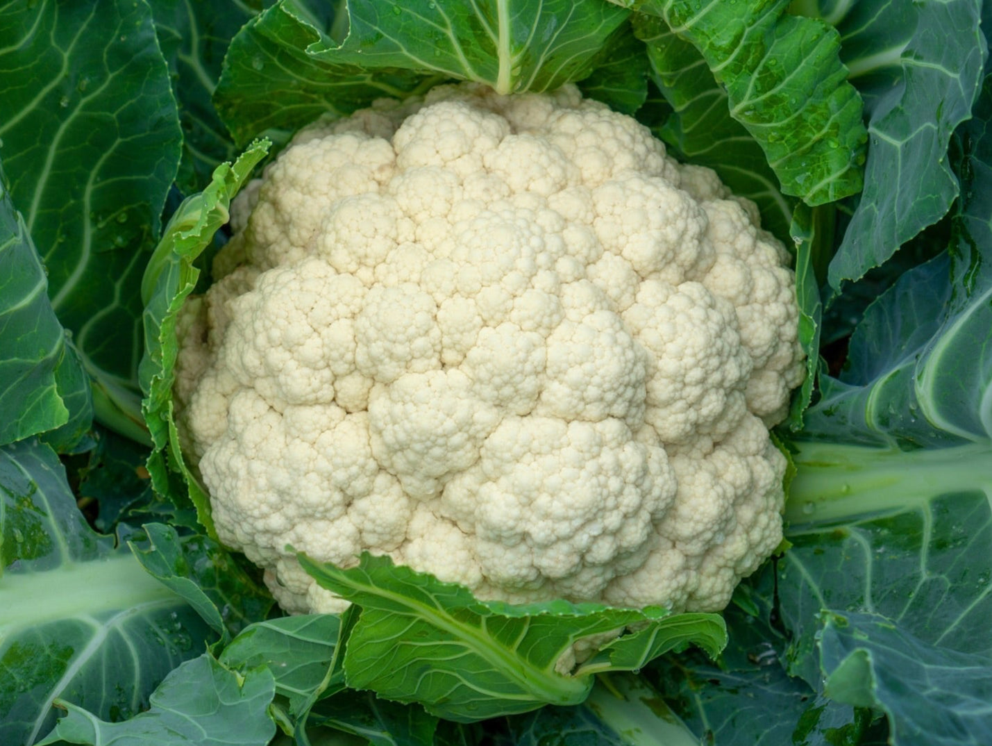 Palmy Spray Free Cauliflower (not organic)
