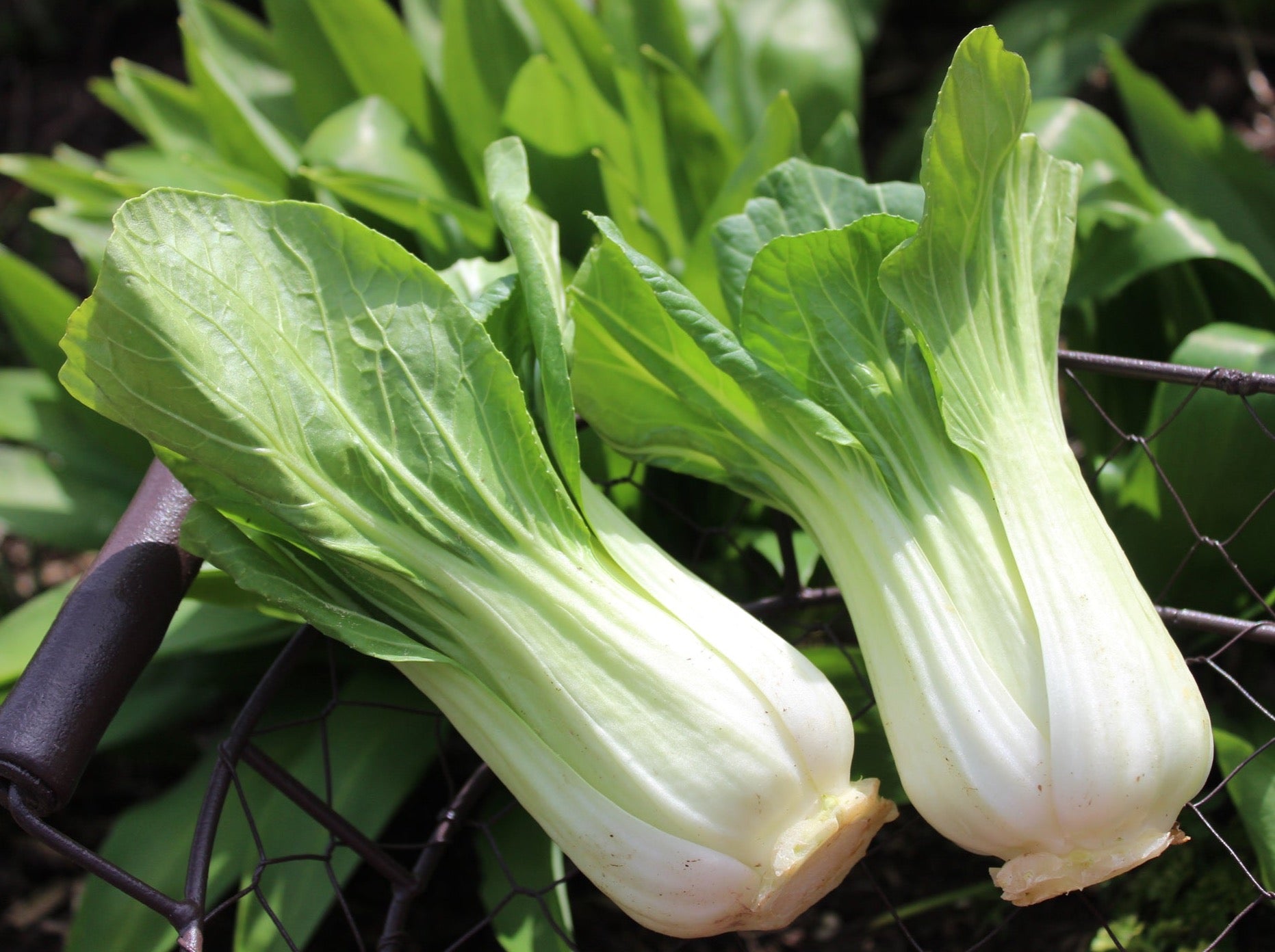Crooked Vege Organic Pak Choi - Bunch LARGE LEAVES