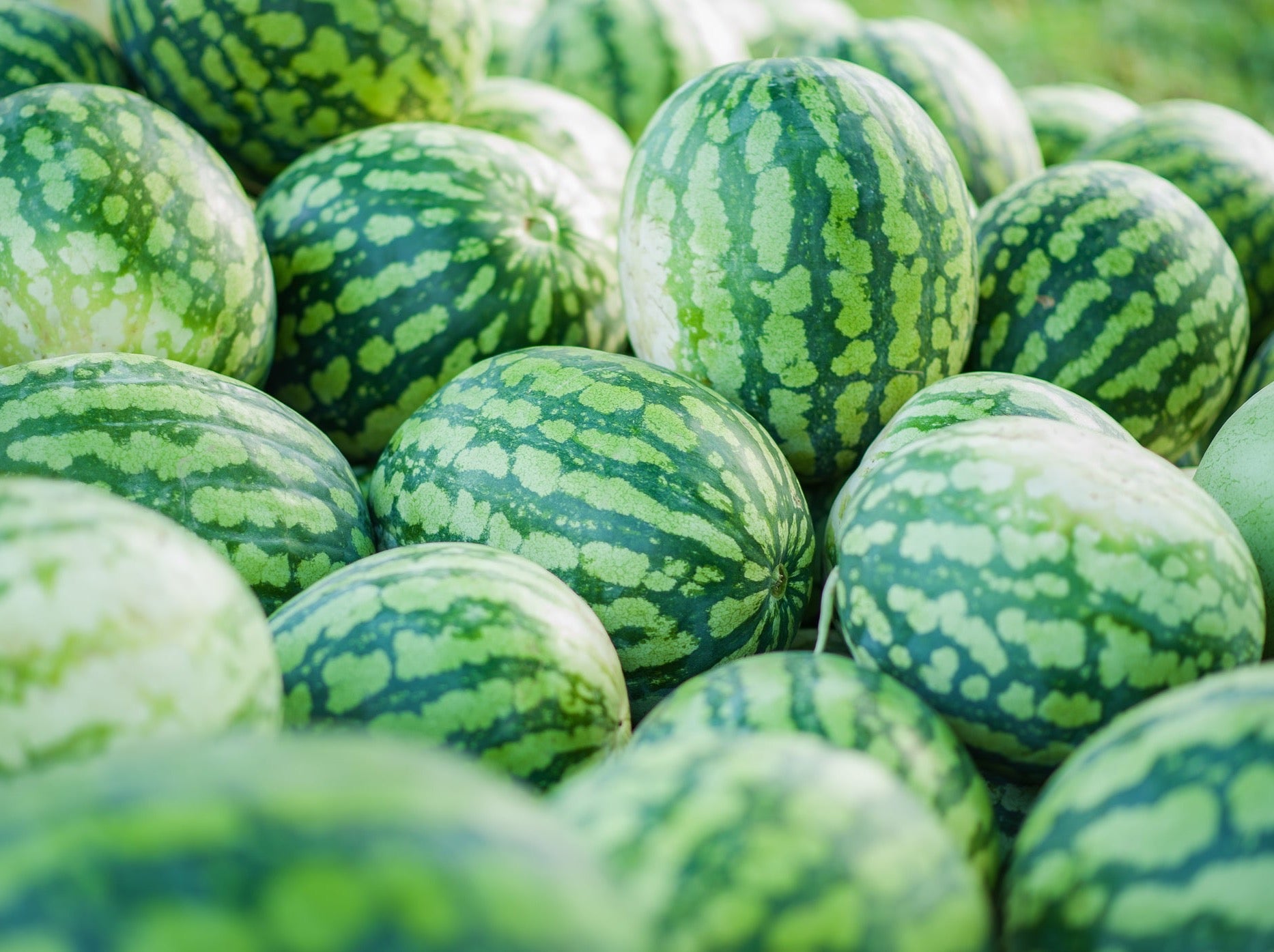 Dargaville Organic Watermelon Red Seedless