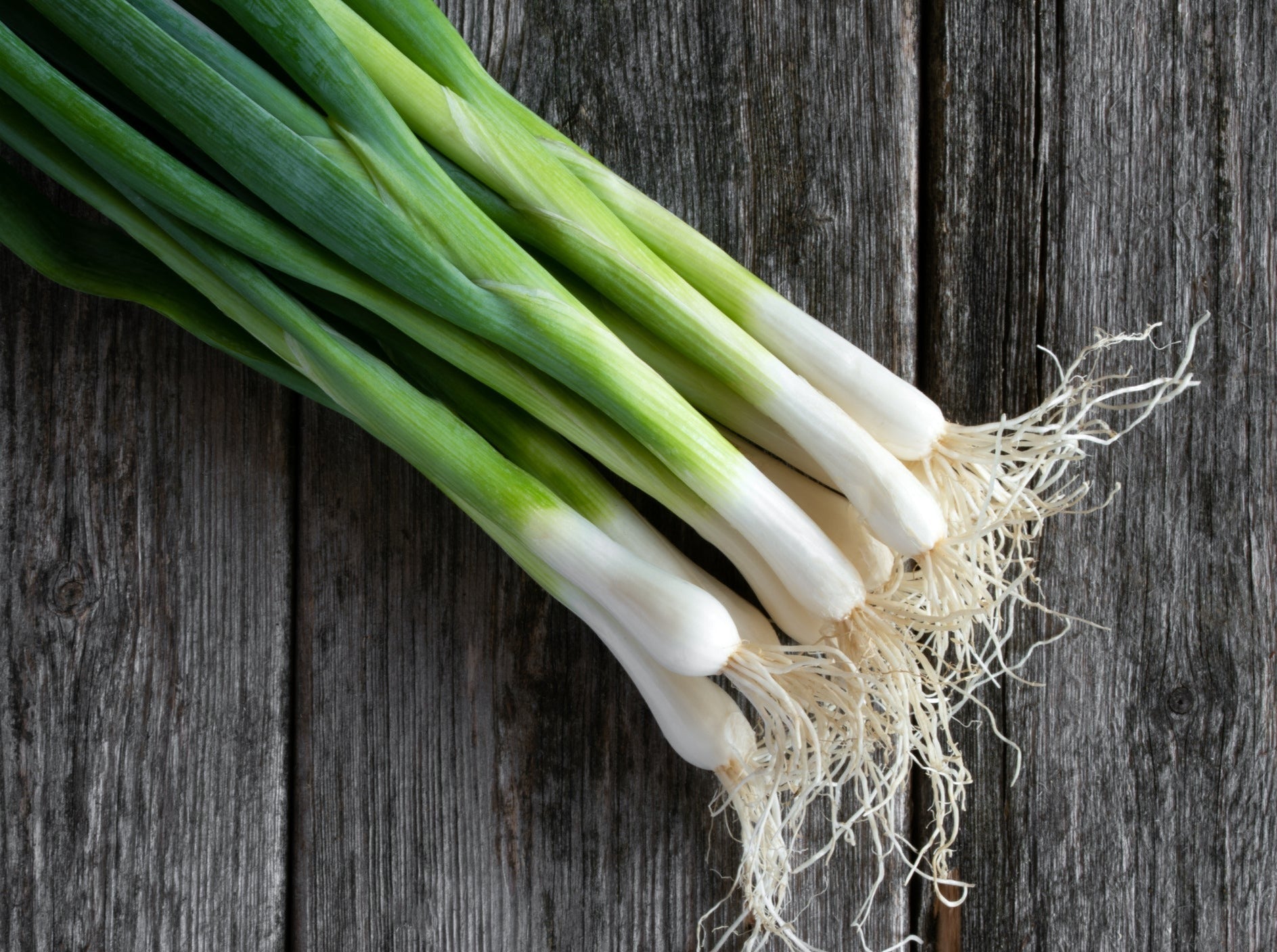 Streamside Organics' Organic Spring Onions - Bunch