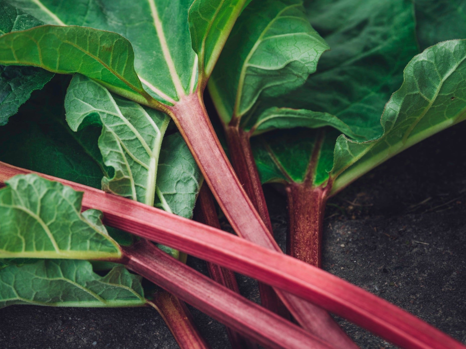 Local Organic Rhubarb - Bunch