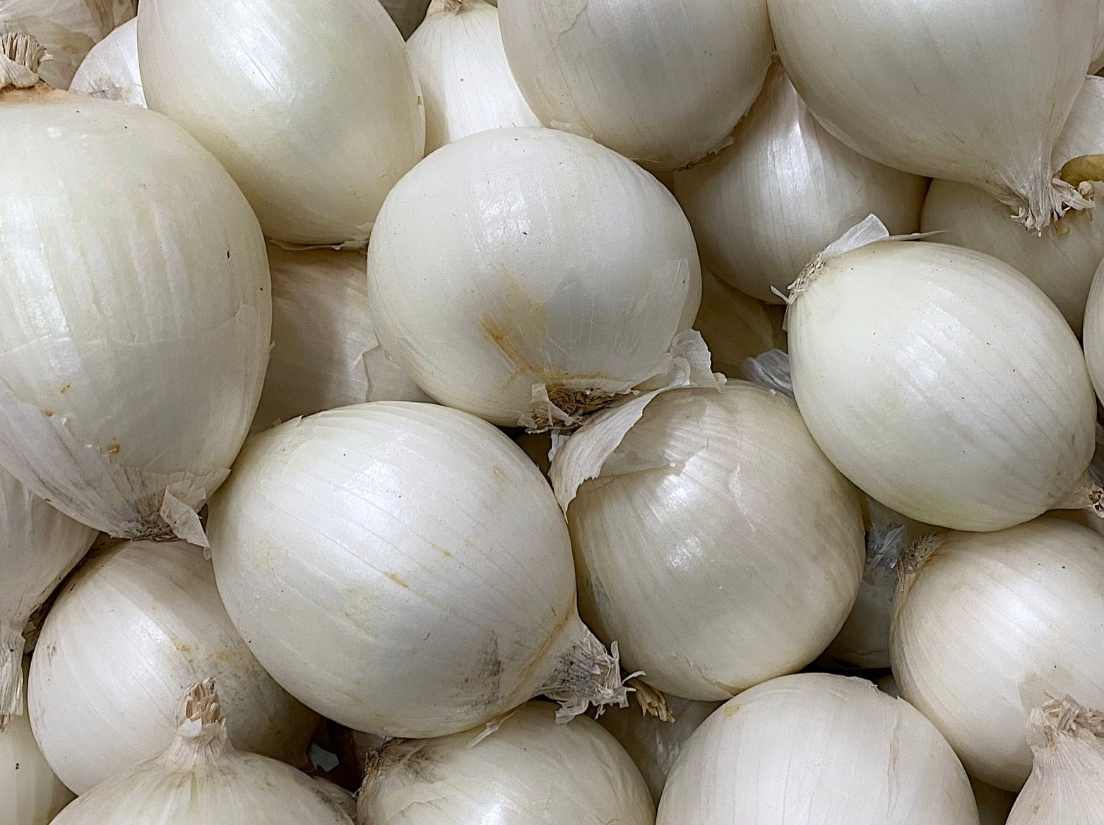 USA Organic Onions - Large White