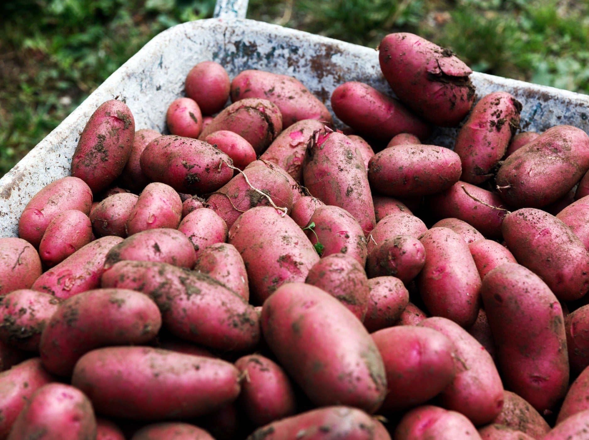 NZ Organic Potatoes - Red Flesh