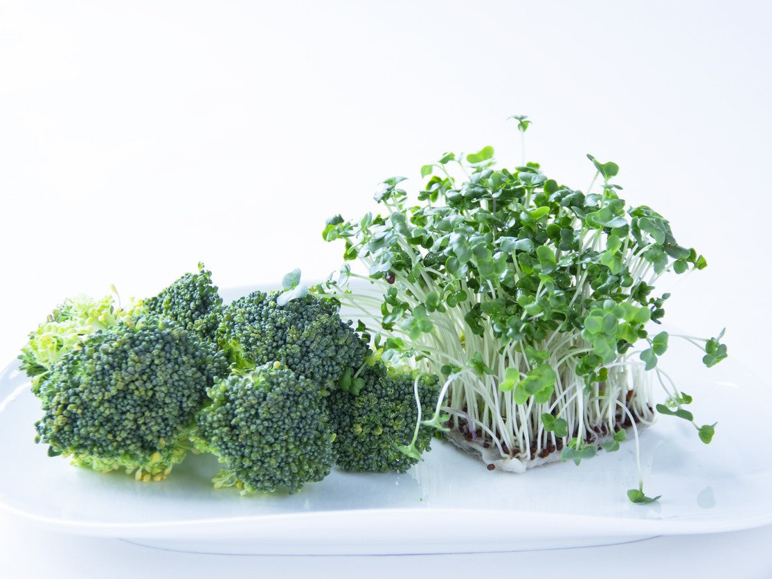 Organic Broccoli Seedlings - 8 pack bundle