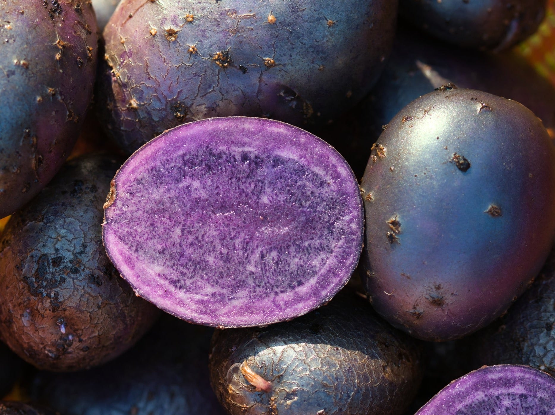 Streamside Organics' Organic Potatoes - Purple Heart