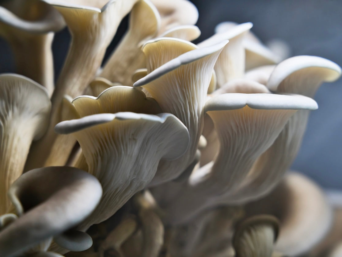 Lovello Estate Spray-Free Oyster Mushrooms