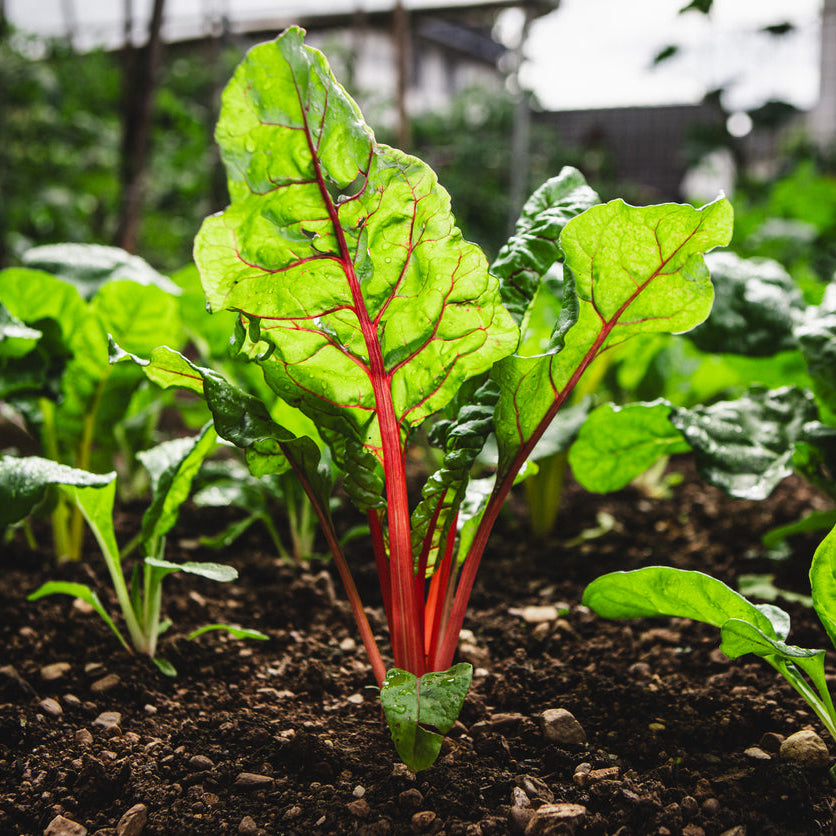 Organic Red Chard Seedlings - 8 pack bundle