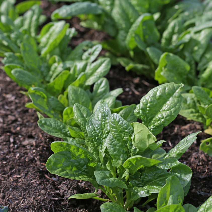 Organic Spinach Seedlings - 8 pack bundle