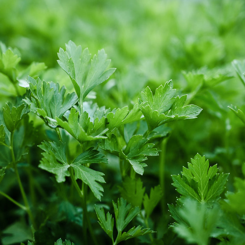 Organic Parsley Seedlings - 8 pack bundle