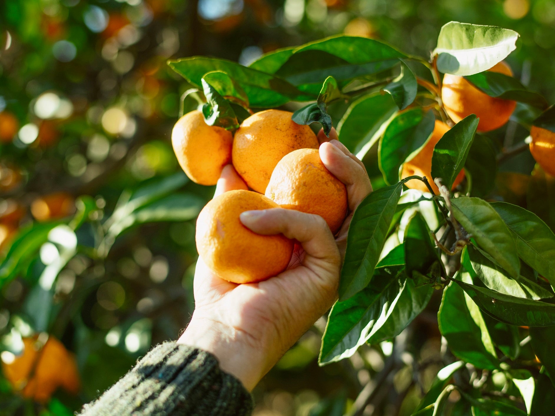 Palmy Organic Tangerines - SMALL