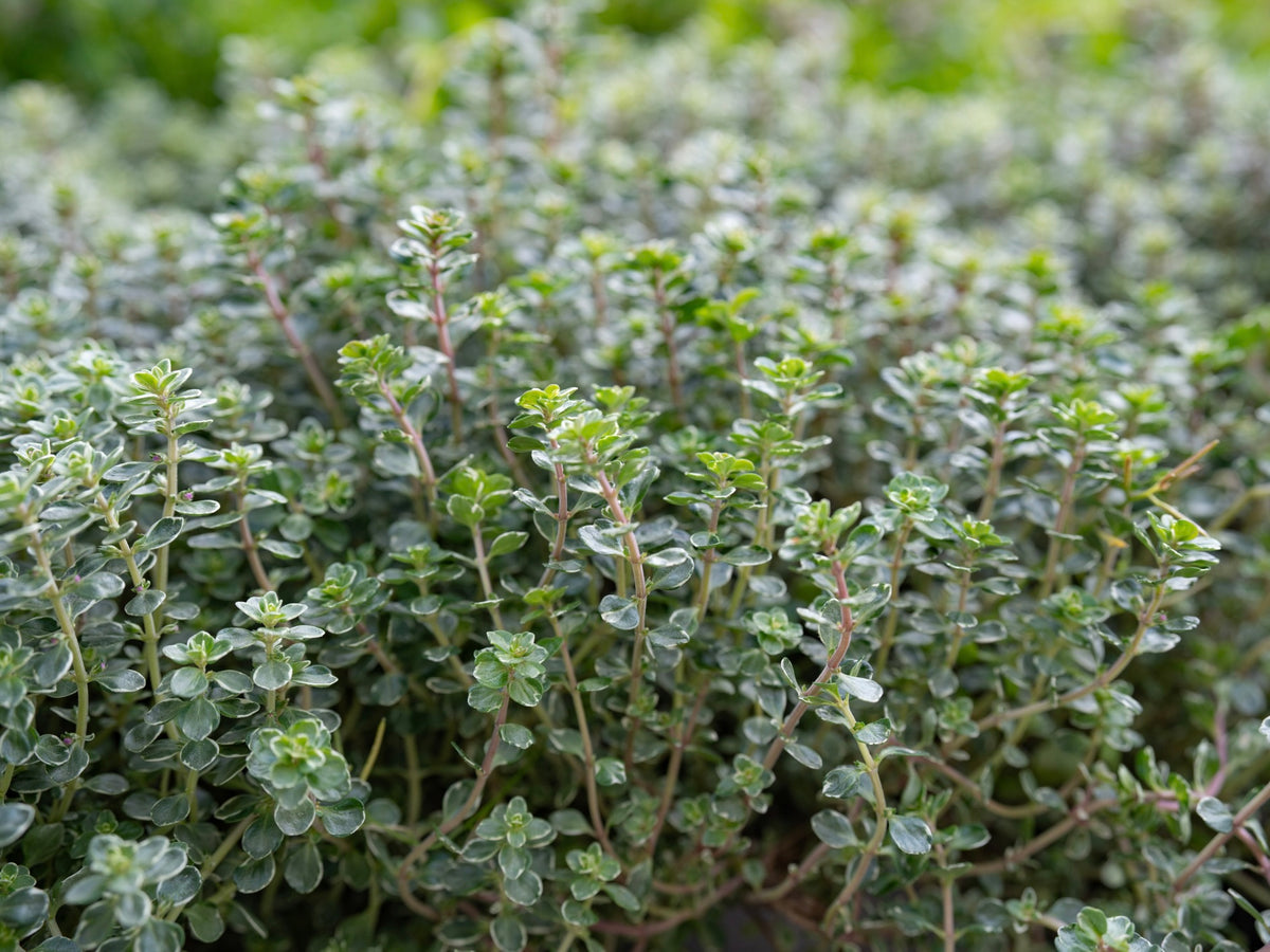 Streamside Organic Fresh Herb - Thyme Bunch