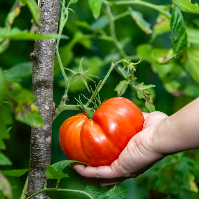 *Organic Tomato Beefsteak Seedlings - individual potted plant *Live2Give DELIVERY ONLY