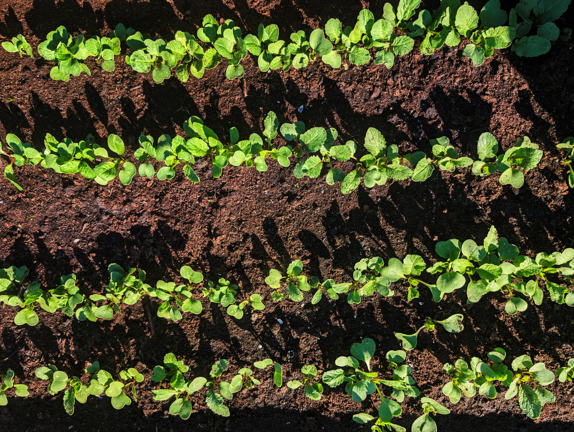 Organic Radish Seedlings - 8 pack bundle
