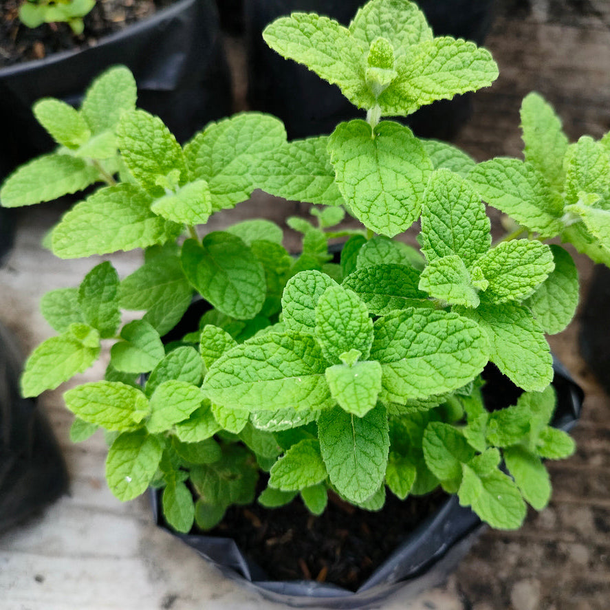 Organic Mint Seedlings - 10 cm pot