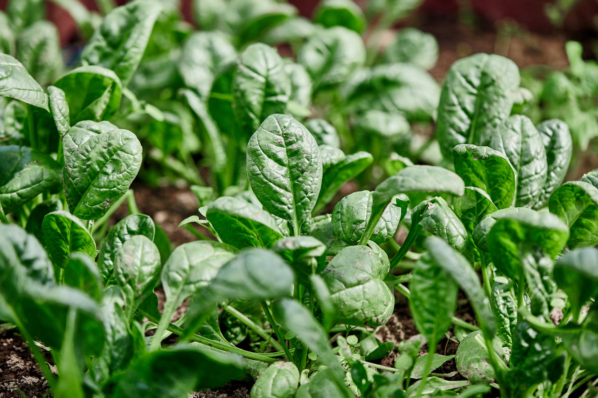 Organic Spinach Seedlings - 8 pack bundle
