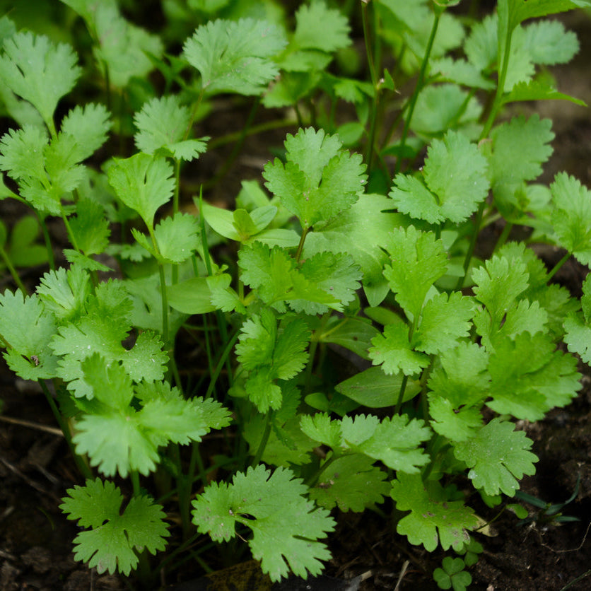 Organic Coriander Seedlings - 8 pack bundle