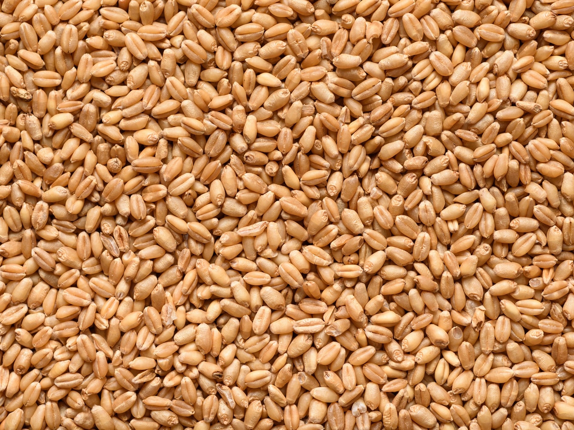 NZ Organic Wheat SECONDS - Stock Feed Grade