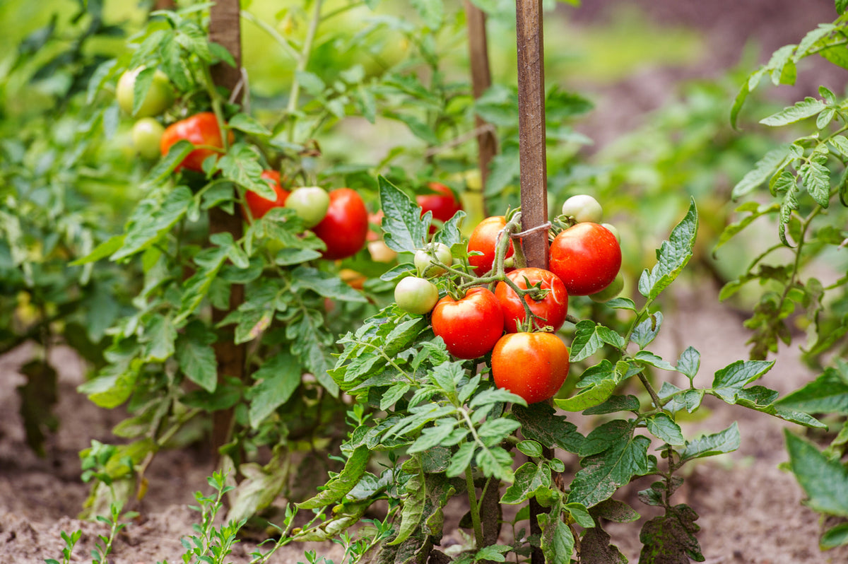 Organic Tomato Seedlings - individual potted plant