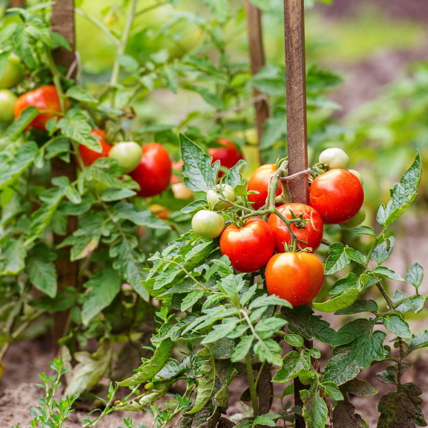 *Organic Tomato Beefsteak Seedlings - individual potted plant *Live2Give DELIVERY ONLY