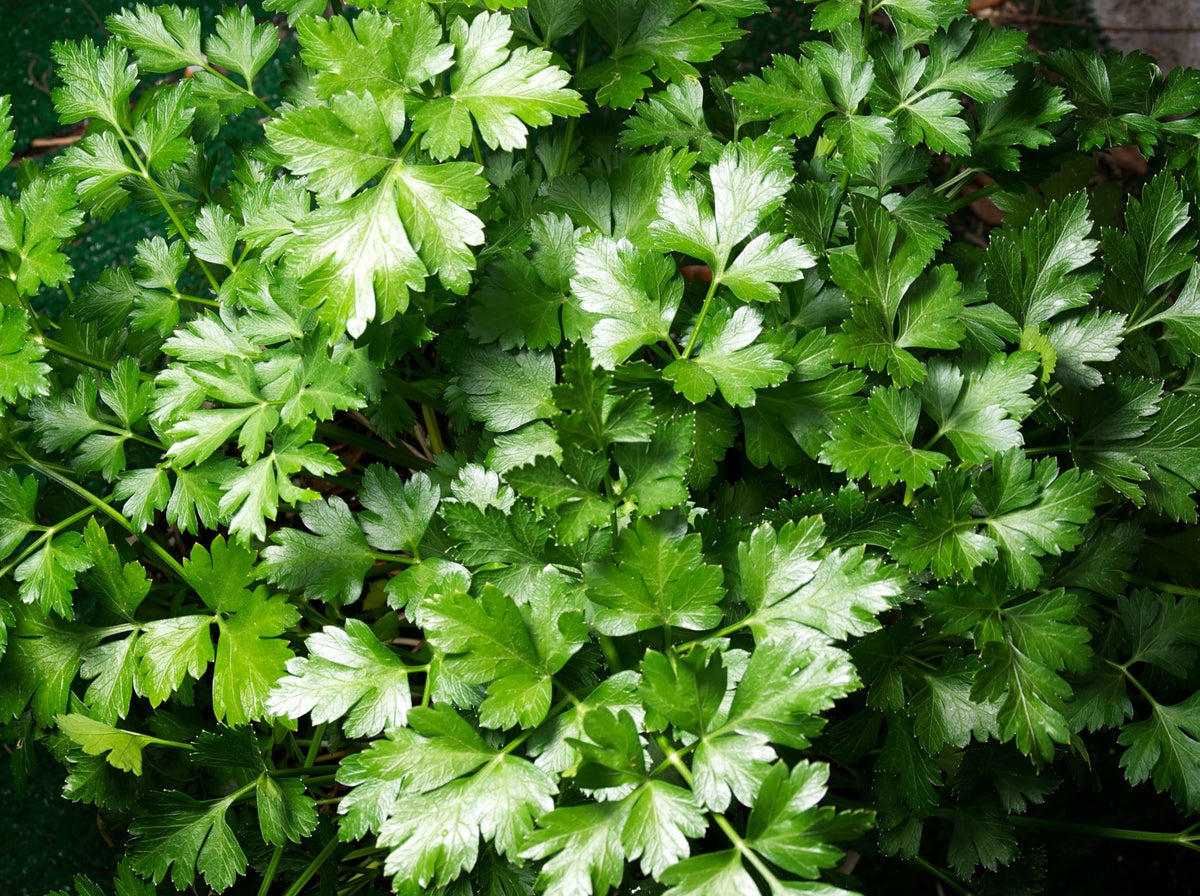 Crooked Vege Organic Flat Leaf Parsley - Bunch