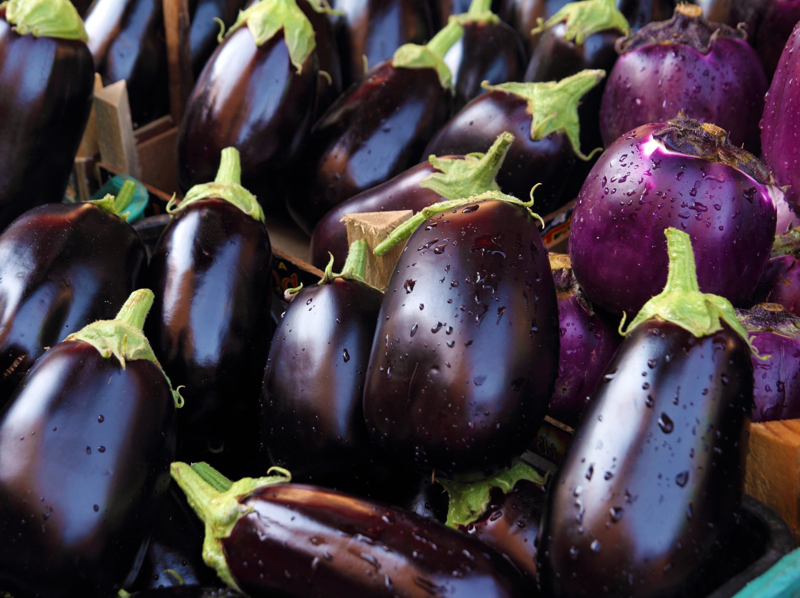 Dargaville Organic Eggplant
