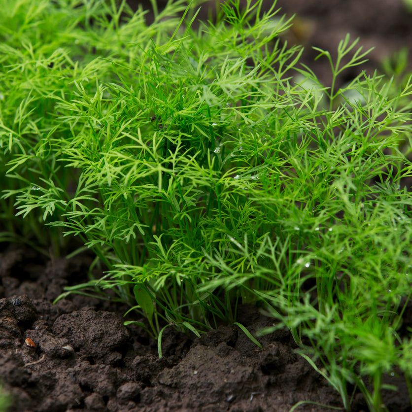 Organic Dill Seedlings - 10 cm pot