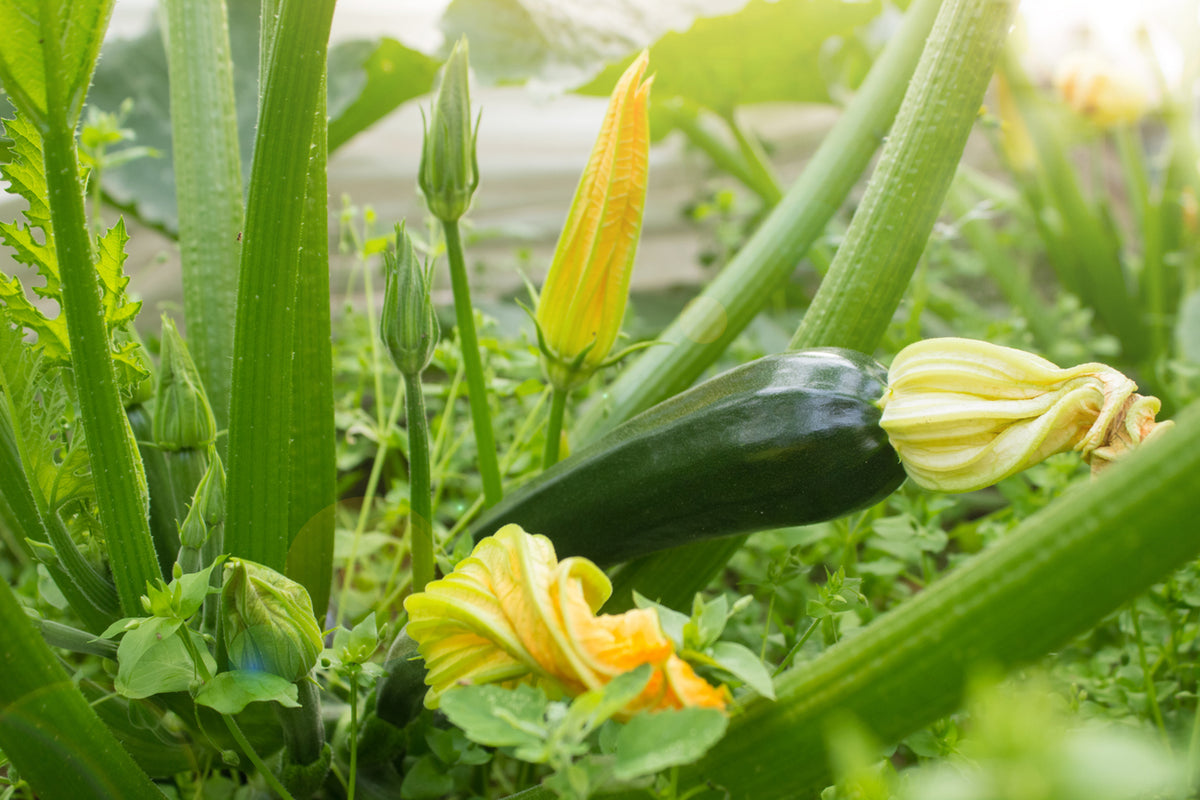 Organic Zucchini Seedlings - individual potted plant