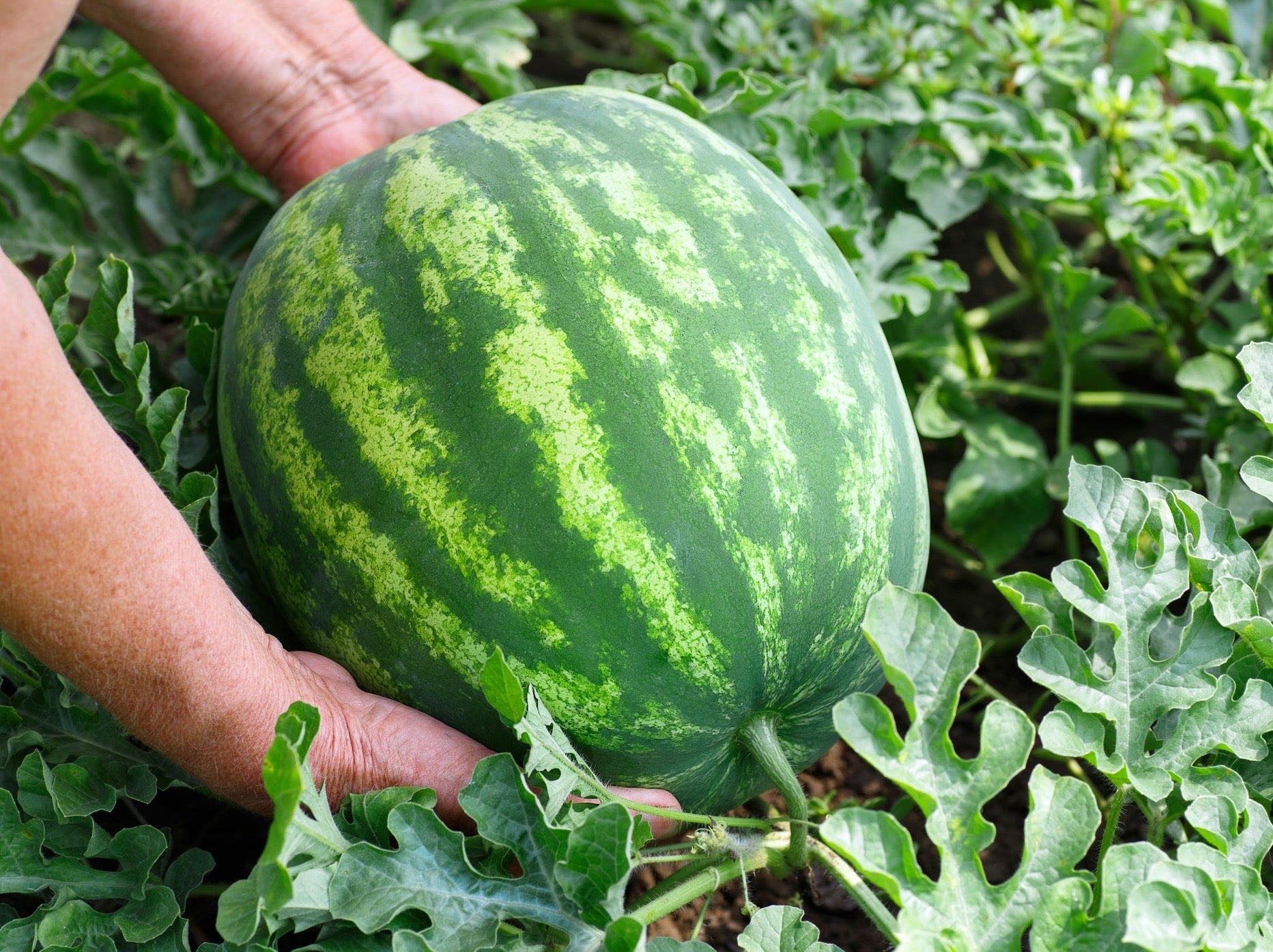 Dargaville Organic Watermelon Red Seedless