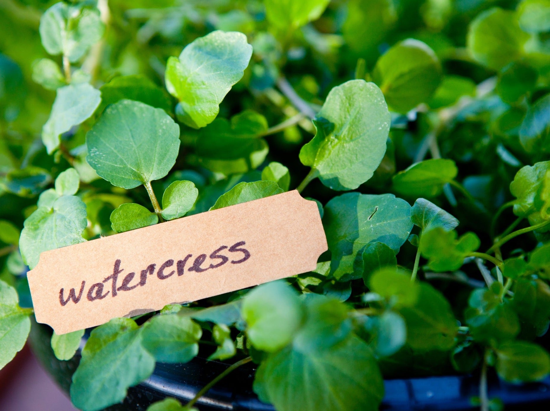 Masterton Spray Free (not organic) Watercress