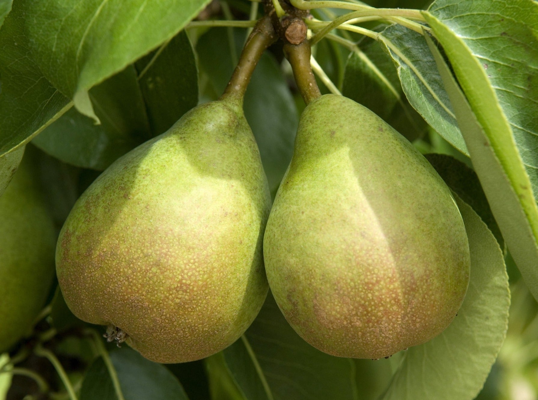 Kapiti Organic Pears - Comice
